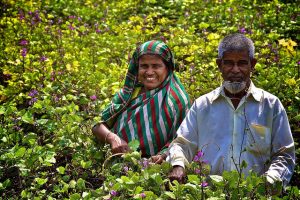 Photo credit: Farha Khan/IFPRI